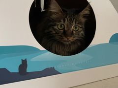 -pd派德宠物中心医院24H急重症·眼科中心·血液透析中心(嵩山北路店)