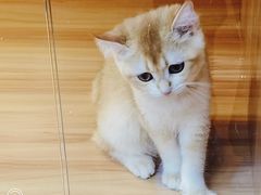 -猫十亿·布偶金渐层·曼基康矮脚猫舍(青年路店)