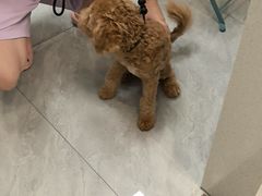 -瑞鹏宠物医院·微创内窥镜·骨外科·牙科(翠竹分院)