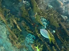 -上海海洋水族馆