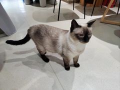 -藏猫猫咖啡主题馆(中央大道店)