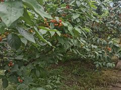 -樱桃山旅游景区