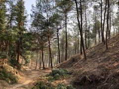 -铁山坪森林公园