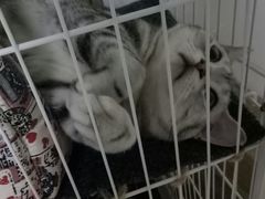 -菲丽丝宠物医院·24小时·猫科中心·免疫点(淮海分院)