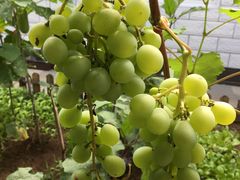 -金杏·粘卷子 烤鸭 农家菜