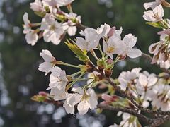 -武汉大学-樱园
