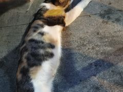 -老地方猫儿面(磁器口店)