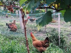 -马陆小张葡萄园农家乐