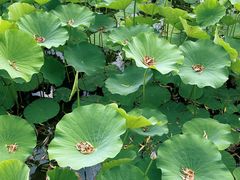 -莲花池公园