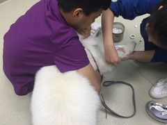 -美联众合宠物医院·爱萌分院·内外科·猫科中心