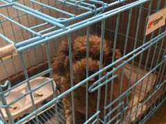 -美联众合宠物医院·爱萌分院·内外科·猫科中心