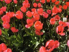 -石家庄市植物园