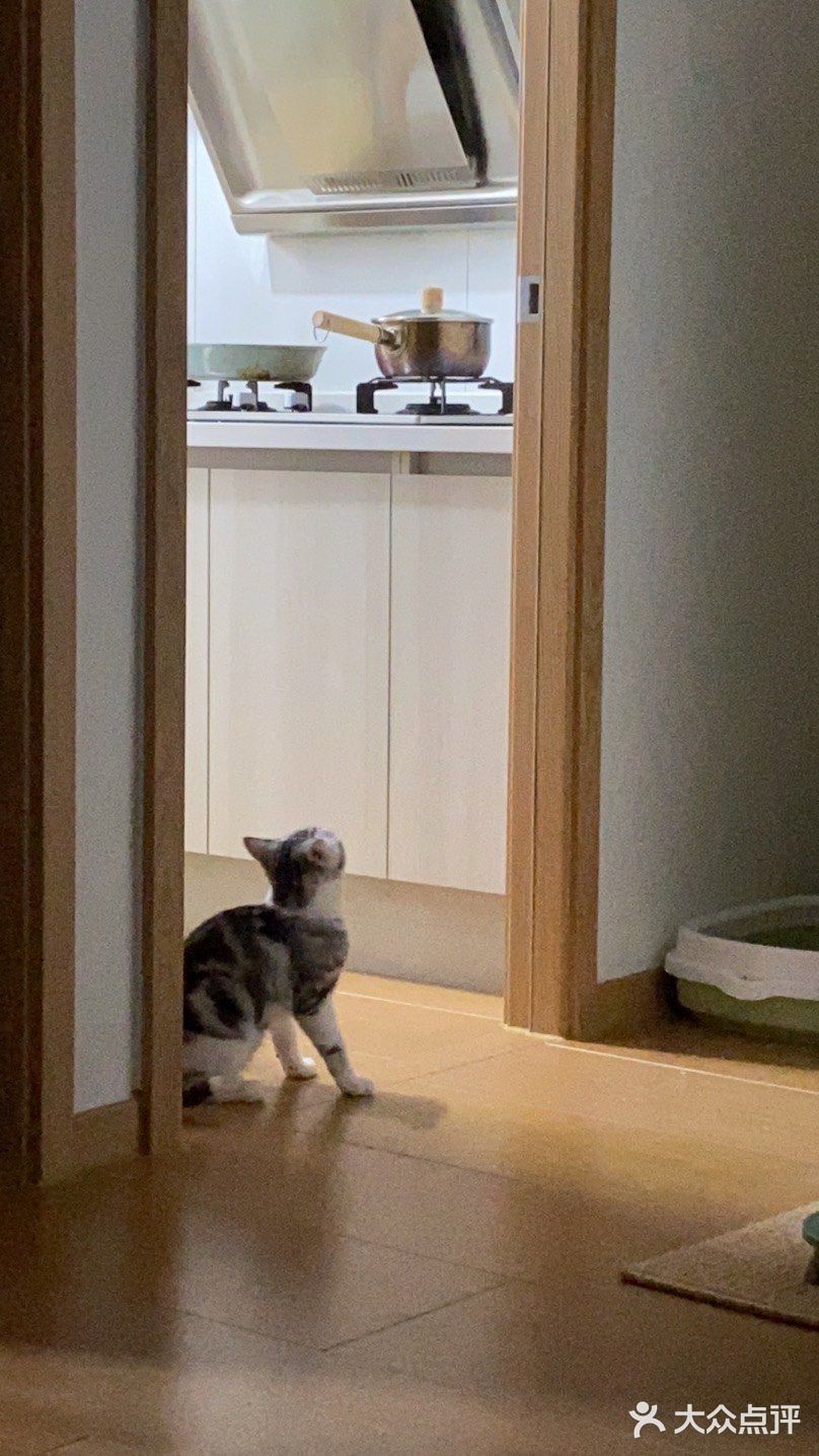 谁家猫儿子还不是个戏精了？🧘‍♀️