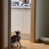 谁家猫儿子还不是个戏精了？🧘‍♀️