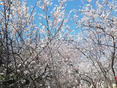 -桃花堤公园