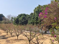 -南国桃园旅游度假区