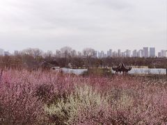 景点-苏州上方山国家森林公园