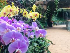 -花之城