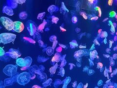 -海合安成都极地海洋公园