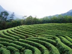 -姑婆山旅游区