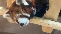 -Zoolung Zoolung动物主题公园(海信广场店)