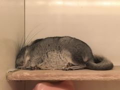 -龙猫仔乐园(惠福东路店)