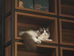 -咖法森林·咖啡  酒吧(天河店)