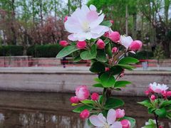 -海棠花溪(元大都城垣遗址公园)