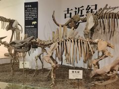 -烟台自然博物馆