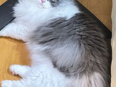 -萌兽医馆·宠物医院·猫骨科(创景店)