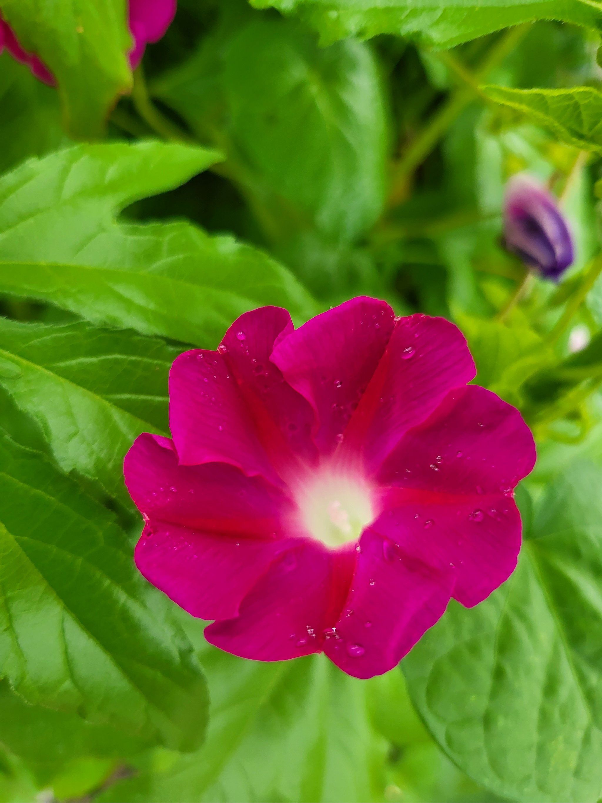 牵牛花