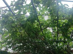 -野渡坡·极致湘菜·庭院餐厅(汉阳店)