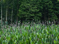 -桤木河湿地公园