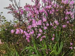 -梧桐山风景名胜区