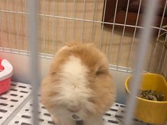 -宠物兔专门店(天丰利市场店)