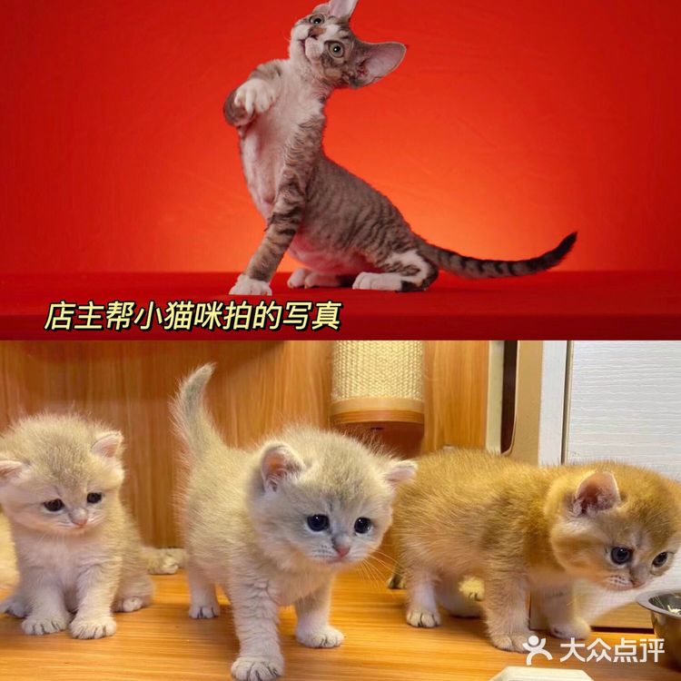 广州猫舍 | 专做德文缅因布偶的正规良心猫舍🐱