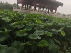 -呷哺呷哺(隆基泰和店)