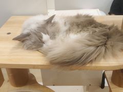 -有喵·猫咖·狗咖·30几只猫10只小狗(岗厦店)