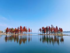 -贡湖湾湿地公园