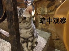 -more than meow吴止猫主题餐厅(承德 中船汇店)
