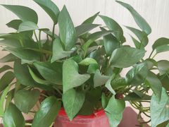 -兴芮温泉度假区