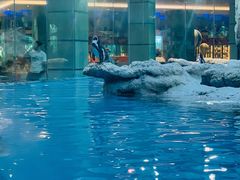 -帝企鹅自助餐厅•儿童岛•真企鹅(长隆企鹅酒店)