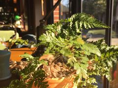 -梧桐花园餐厅(新城店)