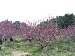 -南国桃园旅游度假区