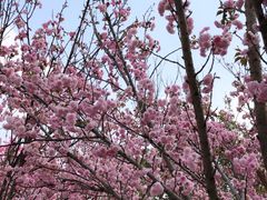 -天适樱花悠乐园