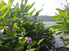 -紫霞湖公园