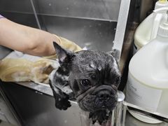 -北京观赏动物医院·24小时大型综合·猫专科·异宠专科