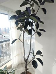 -HEYAN荷妍专业脱毛连锁机构