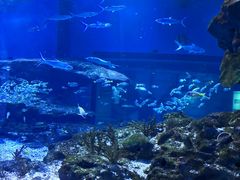 -海合安武汉极地海洋公园