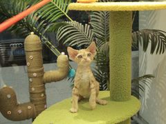 -猫十亿·布偶金渐层·曼基康矮脚猫舍(青年路店)